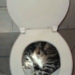 cica_a_wc-ben.jpg