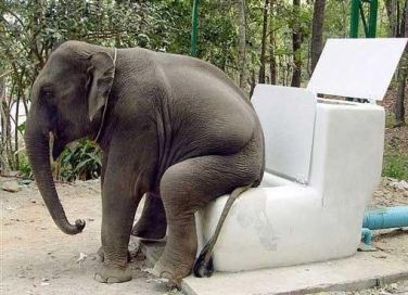 wc.jpg